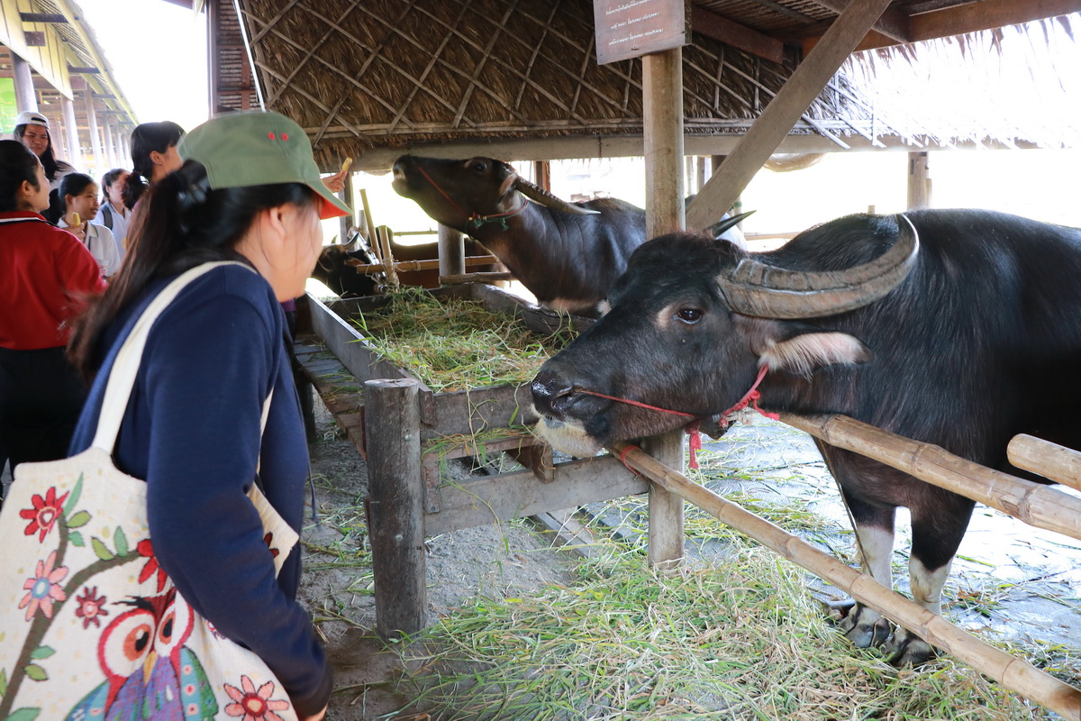 อนุรักษ์วิถีไทย — 2 พฤษภาคม 2025 — สถาบันเทคโนโลยีจิตรลดา CDTI