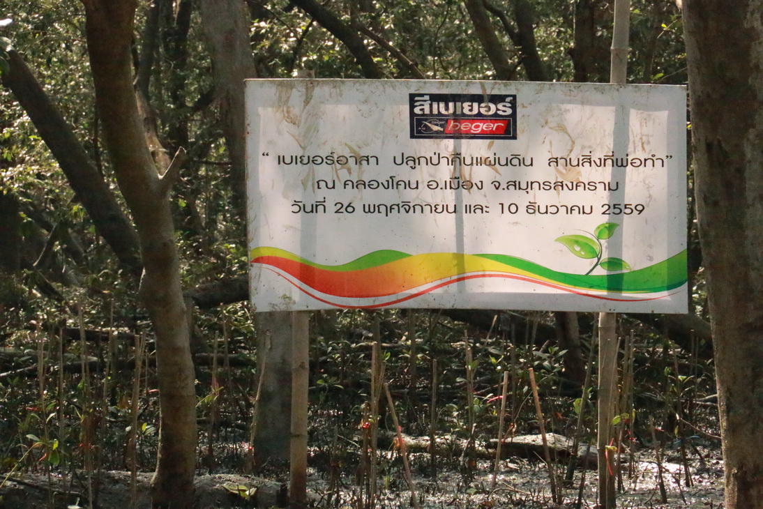 ปลูกป่าชายเลน ชุมชนคลองโคน จังหวัดสมุทรสงคราม — 25 เมษายน 2025 — สถาบันเทคโนโลยีจิตรลดา CDTI