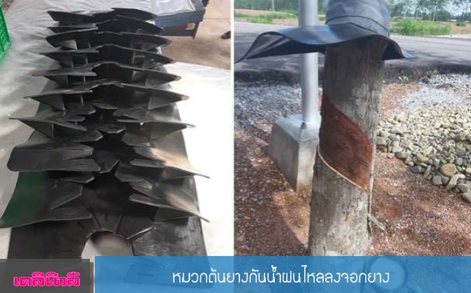 เดลินิวส์ หมวกต้นยางกันน้ำฝนไหลลงจอกยาง — 3 พฤษภาคม 2025 — สถาบันเทคโนโลยีจิตรลดา CDTI