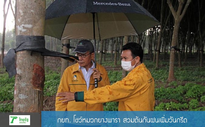 ไทยรัฐออนไลน์ กยท.โชว์หมวกยางพารา สวมต้นกันฝนเพิ่มวันกรีด — 3 พฤษภาคม 2025 — สถาบันเทคโนโลยีจิตรลดา CDTI