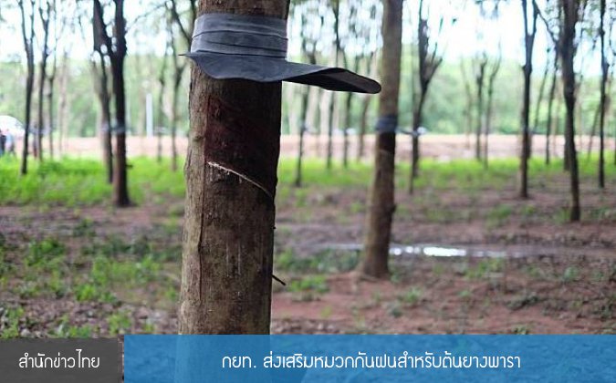สำนักข่าวไทย กยท. ส่งเสริมหมวกกันฝนสำหรับต้นยางพารา — 3 พฤษภาคม 2025 — สถาบันเทคโนโลยีจิตรลดา CDTI