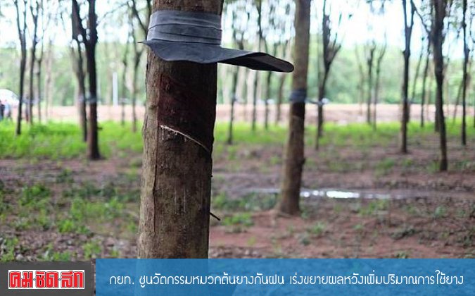 คมชัดลึก กยท. ชูนวัตกรรมหมวกต้นยางกันฝน เร่งขยายผลหวังเพิ่มปริมาณการใช้ยาง — 3 พฤษภาคม 2025 — สถาบันเทคโนโลยีจิตรลดา CDTI