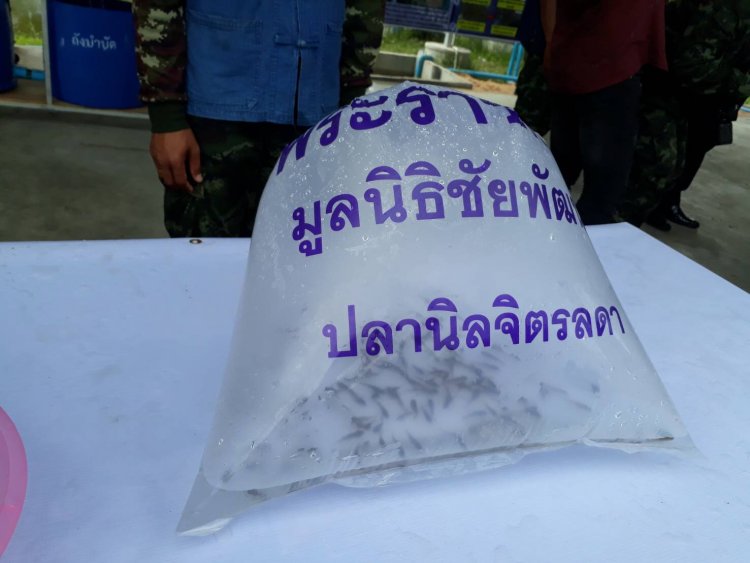 สถาบันเทคโนโลยีจิตรลดา CDTI